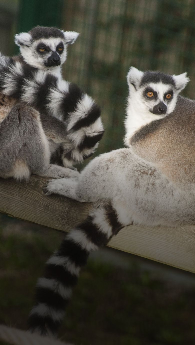 lemur anillado
