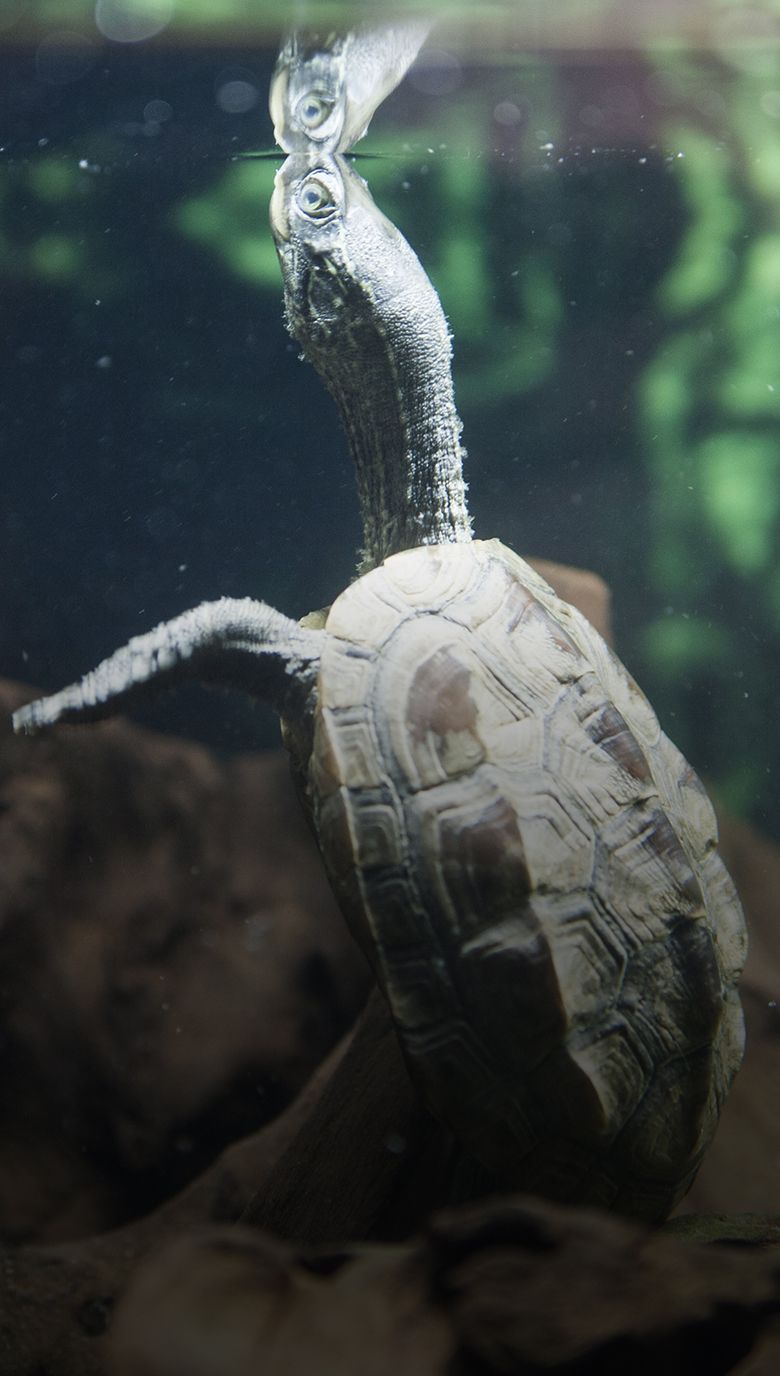 tortuga de cuello estriado