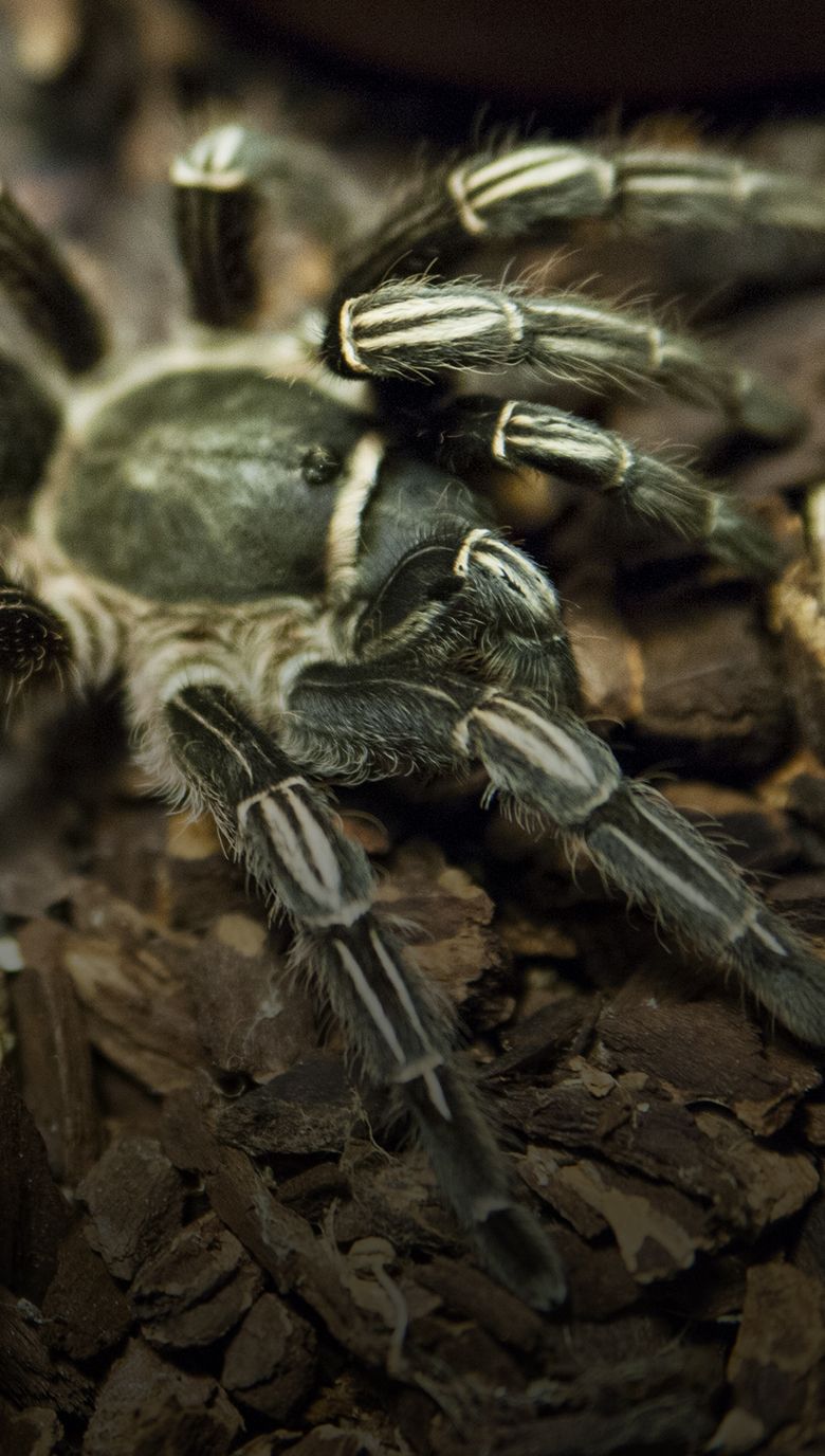 tarantula pelo ondulado honduras - VigoNature