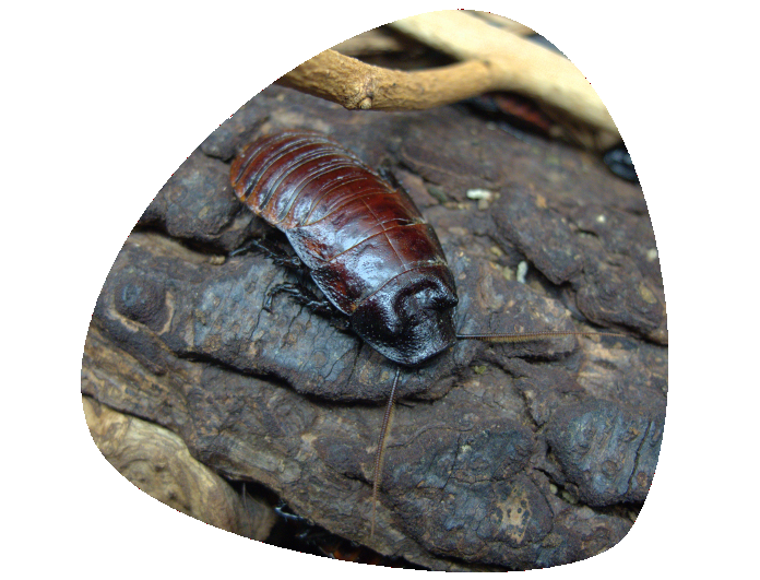 Cucaracha gigante 696×531