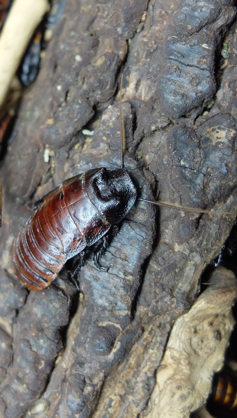 Cucaracha gigante 780×1376
