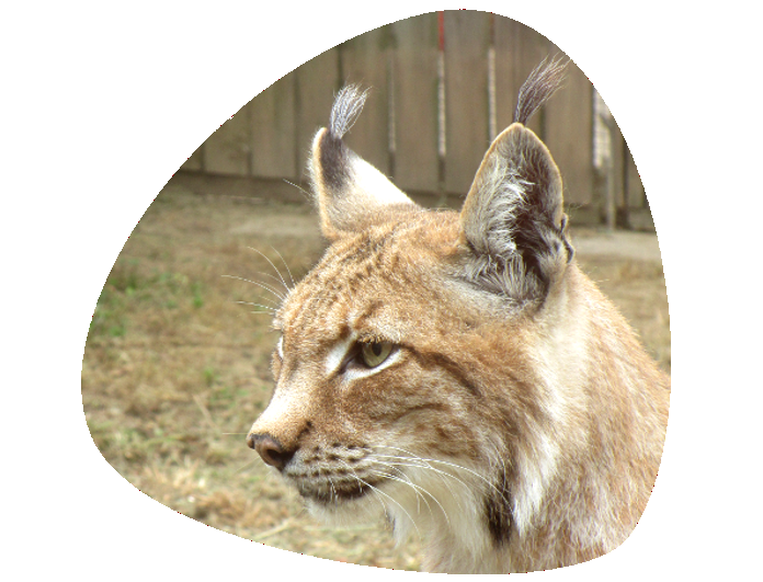 Lince 696×531