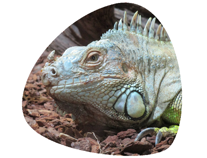 Iguana verde 696×531