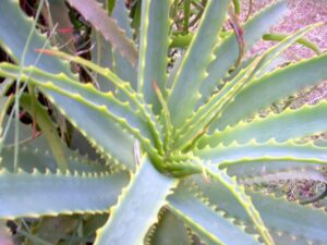 Aloe arborescens 2(VZ37)