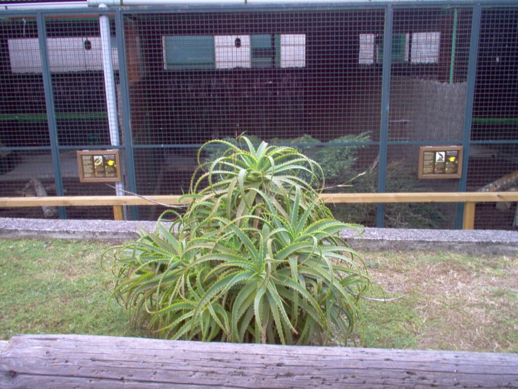 Aloe arborescens(VZ37)