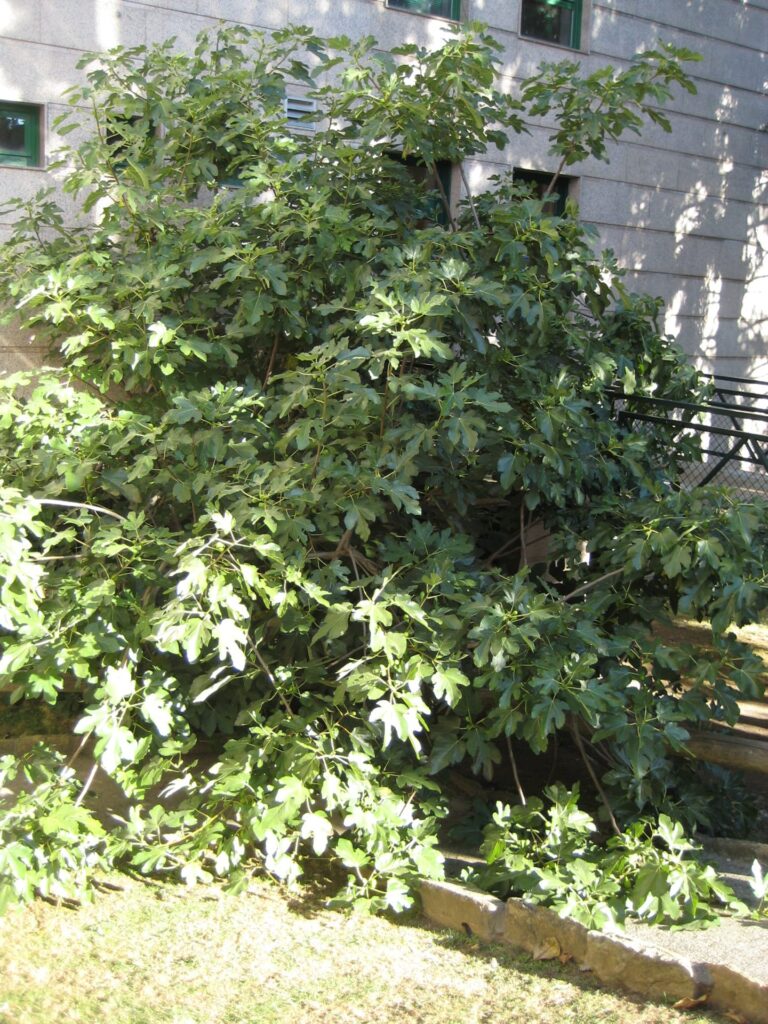 Ficus carica 2(VZ37)