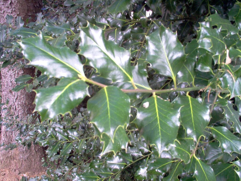 Ilex aquifolium(VZ37)