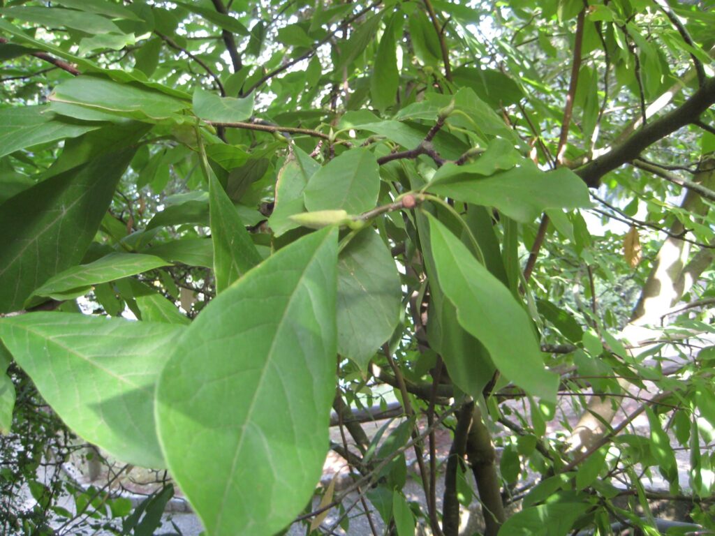 Magnolia X soulangeana (1)(VZ37)