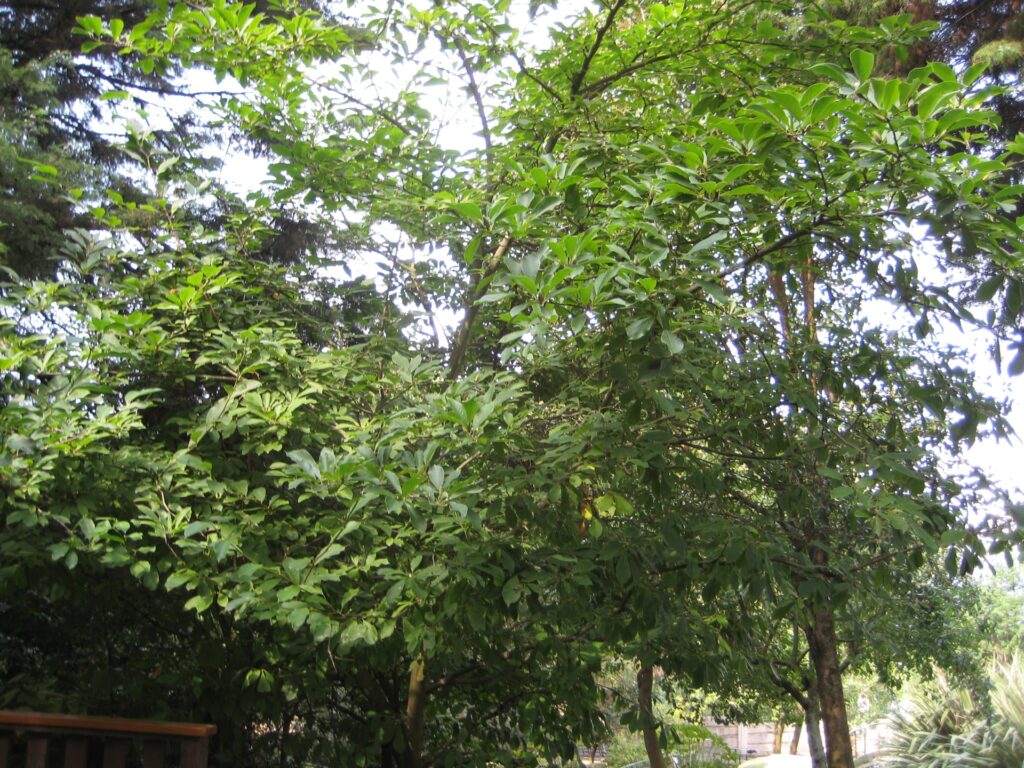 Magnolia X soulangeana(VZ37)