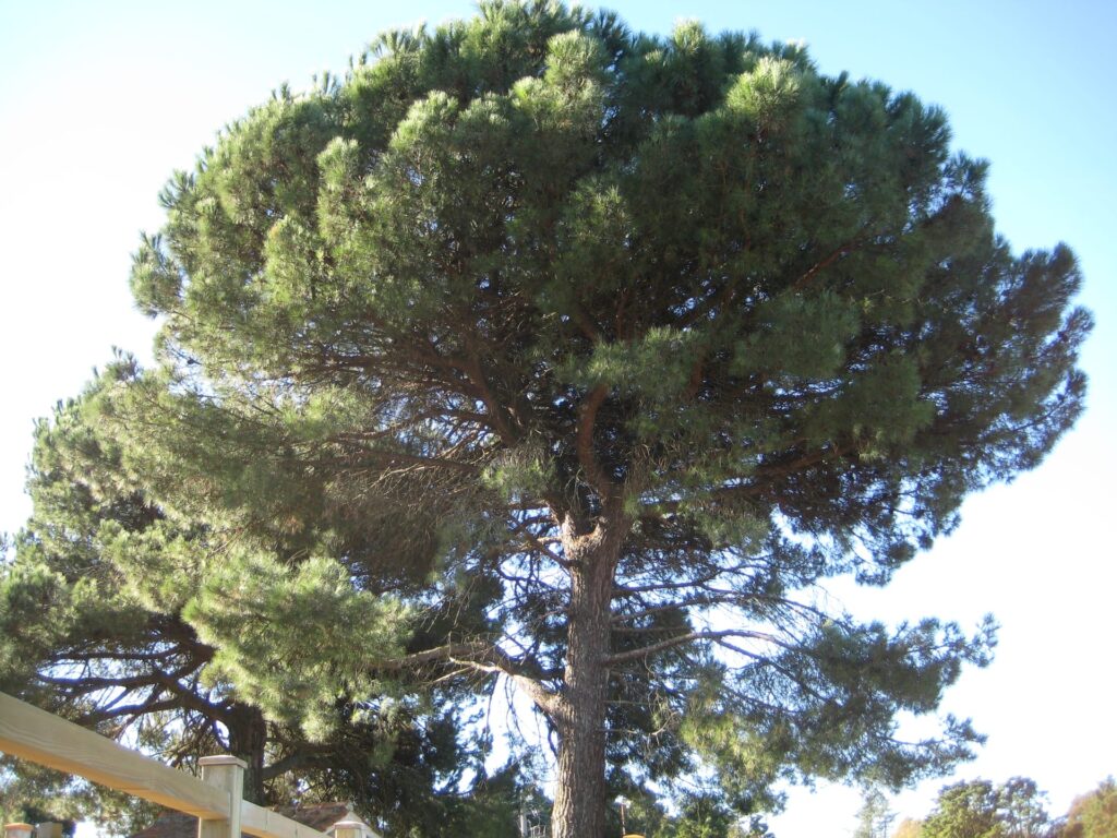 Pinus pinea(VZ37)