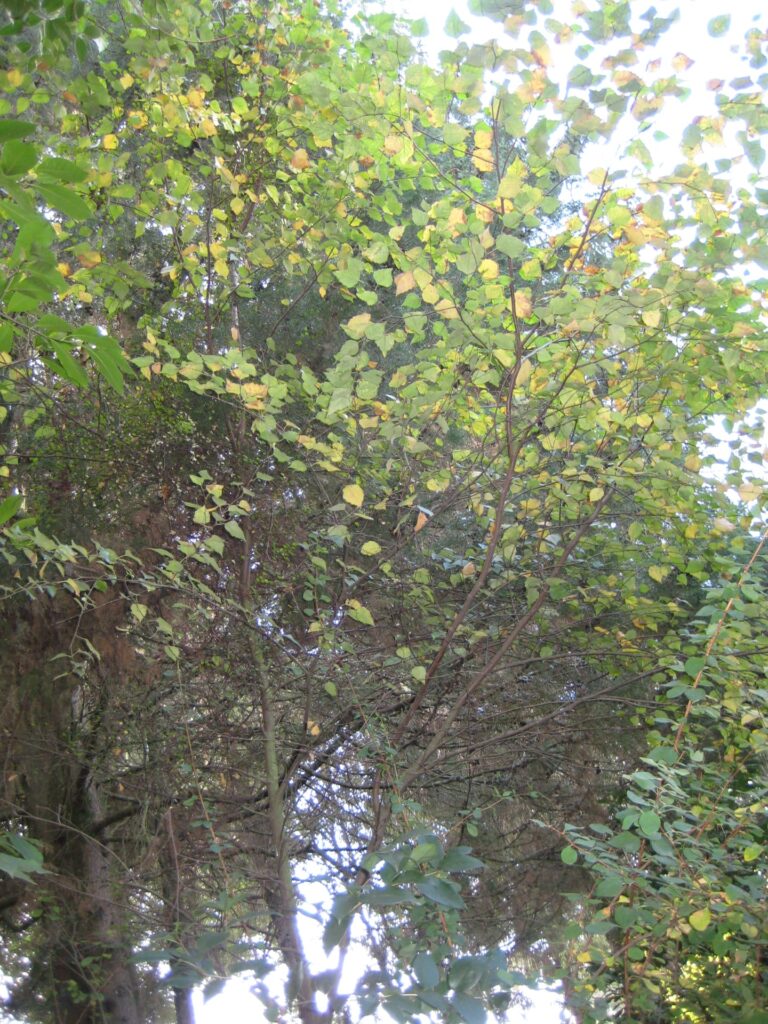 Populus nigra (1)(VZ37)