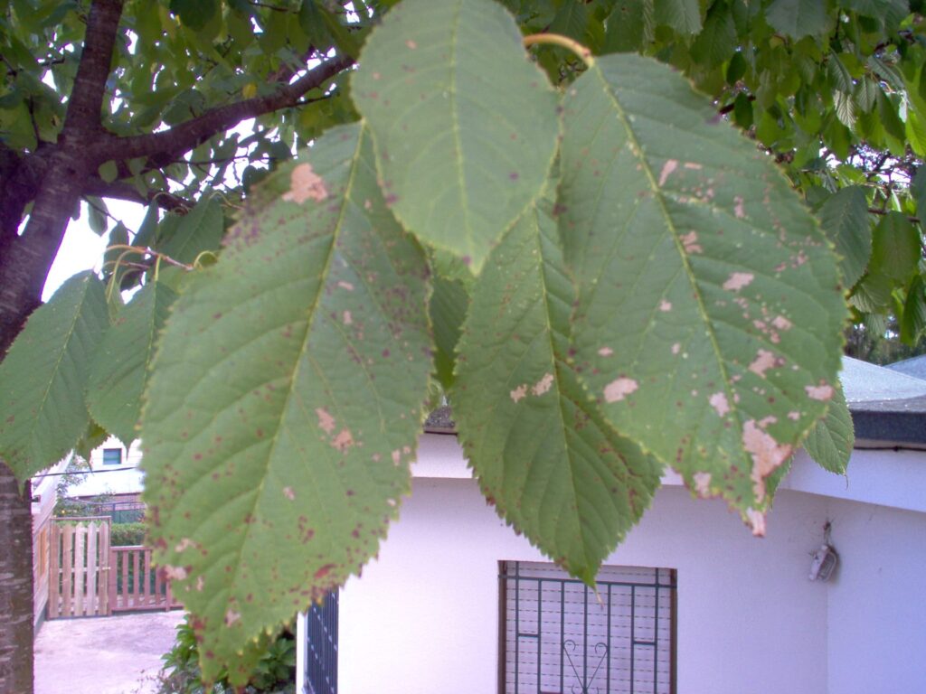Prunus avium 2(VZ37)