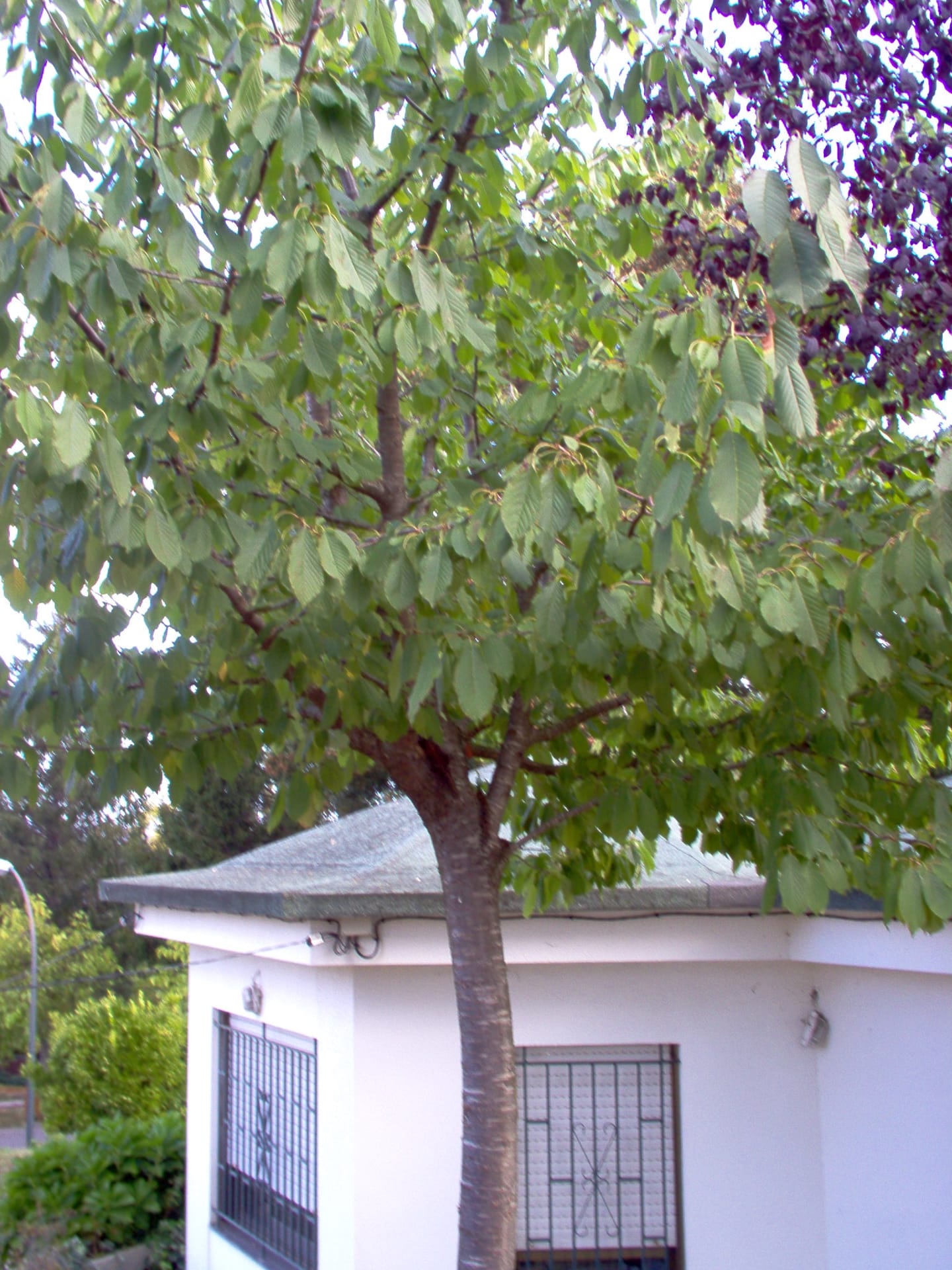 Prunus avium(VZ37)