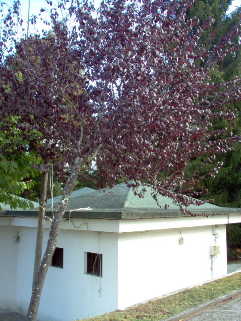 Prunus cerasifera(VZ37)