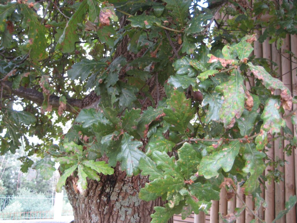 Quercus robur 2(VZ37)
