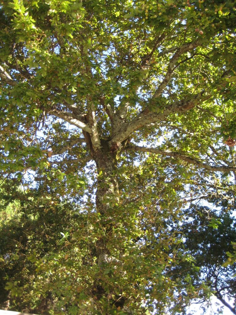 Quercus robur(VZ37)