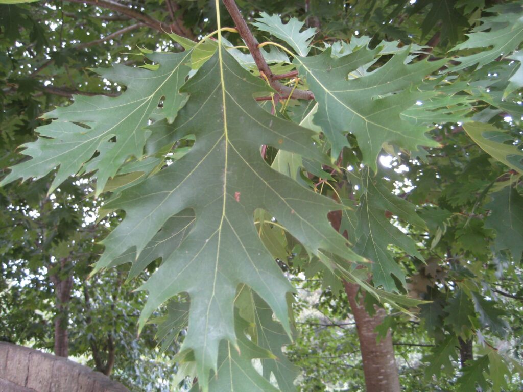 Quercus rubra (1)(VZ37)