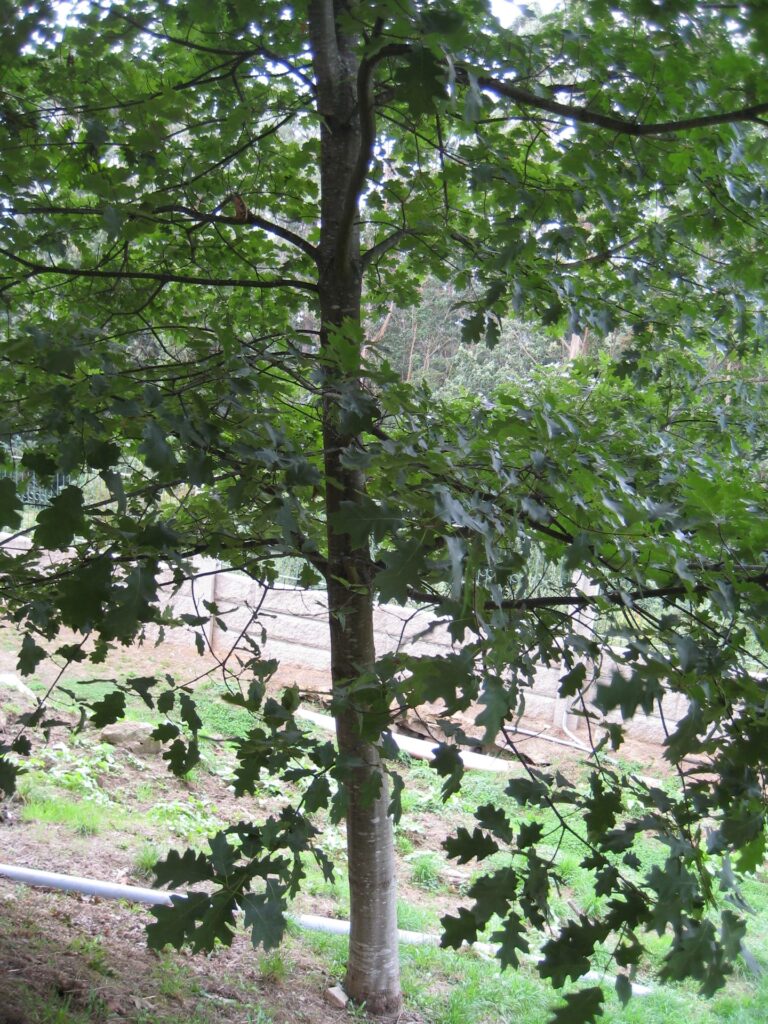 Quercus rubra(VZ37)
