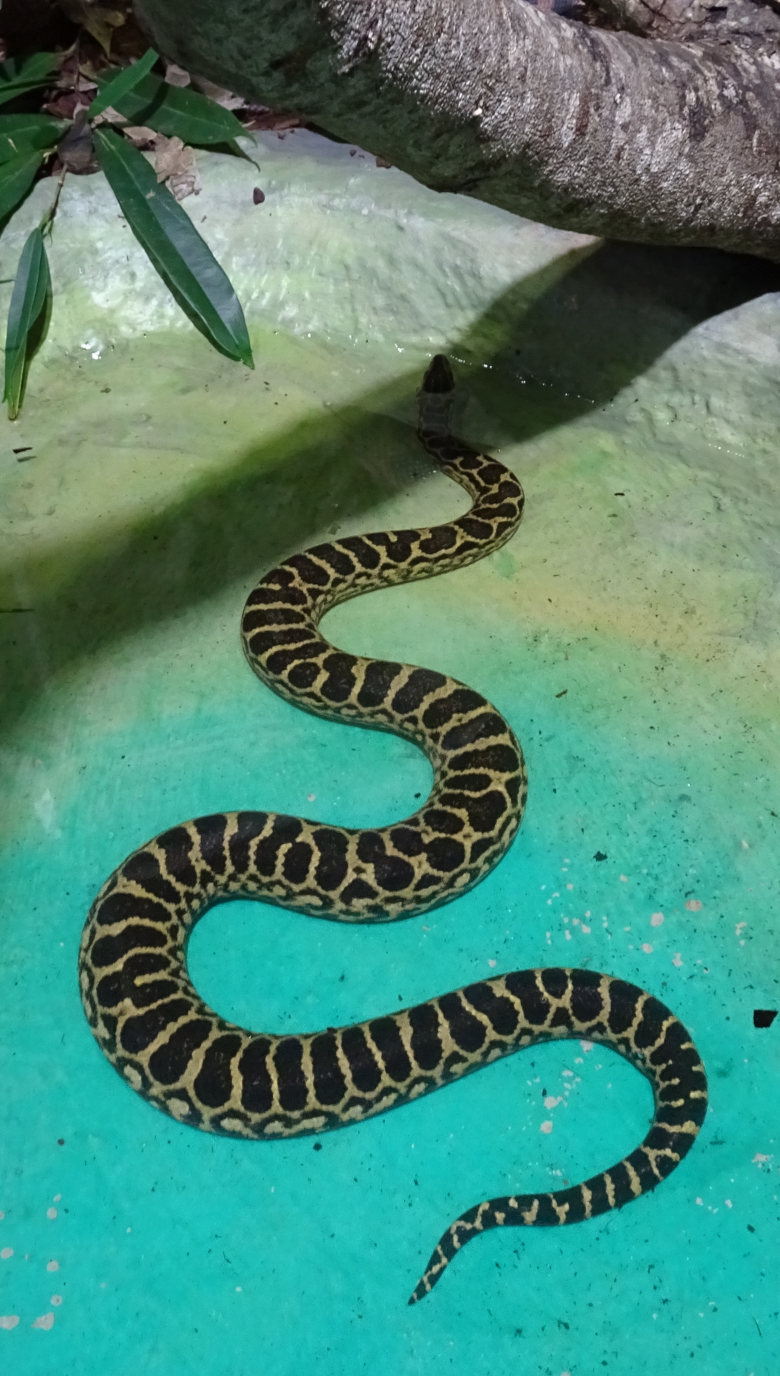 Anaconda amarilla 780×1376 DSC00655